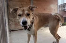 STAFIK, Mixed Breed (Schronisko Kraków)