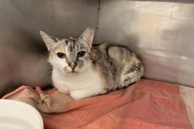 MICHALINA, female puppy Mixed Breed for adoption at Schronisko Kraków, Kraków