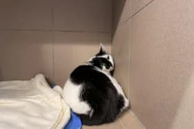 BOGUŚ, male Mixed Breed for adoption at Schronisko Kraków, Kraków