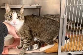 MILUŚ, male Mixed Breed for adoption at Schronisko Kraków, Kraków