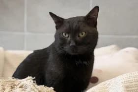 PAHARITO, male puppy Mixed Breed for adoption at Schronisko Kraków, Kraków