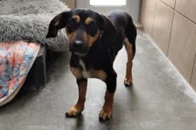 MONIA, female mixed breed for adoption at Schronisko Kraków, Kraków