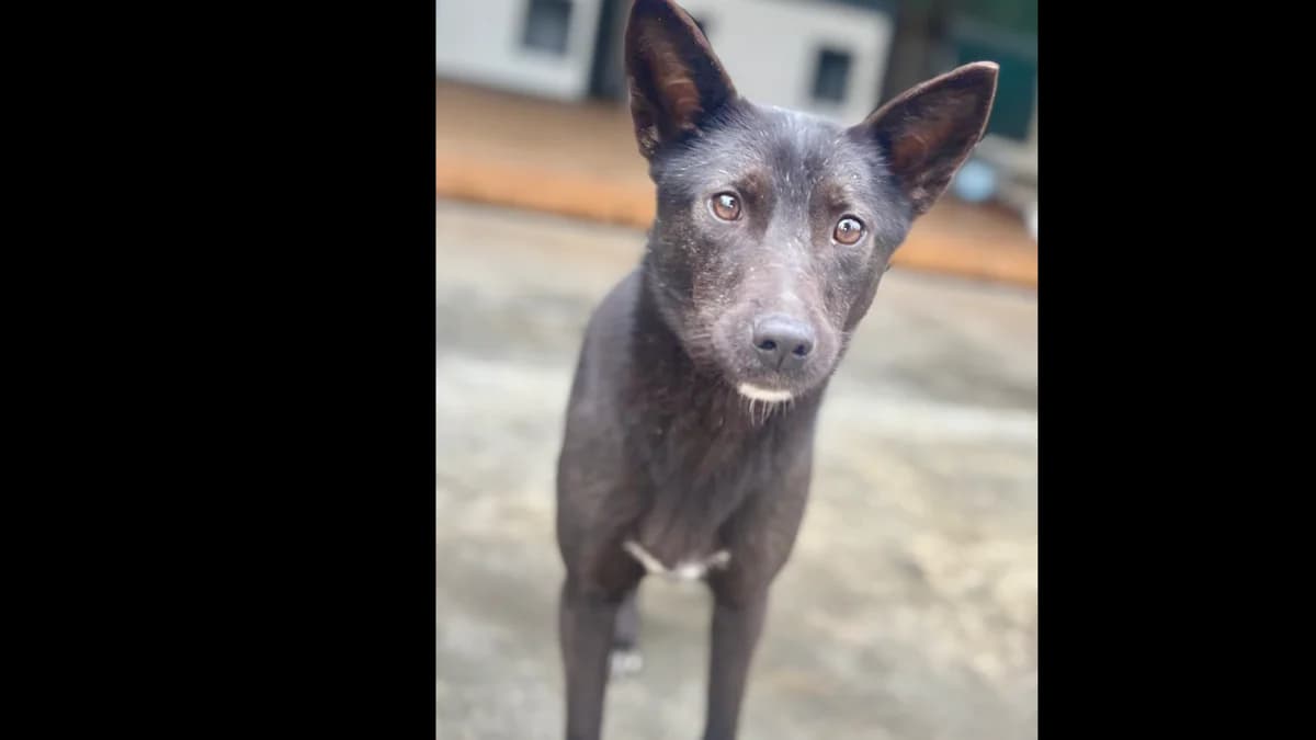 Chica,  young Mixed Breed for adoption at Schronisko dla Zwierząt w Konradowej (Nysa)