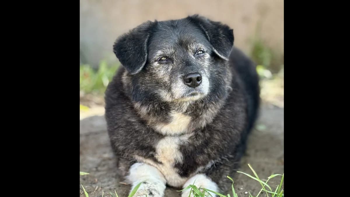 Daisy, female Mixed Breed for adoption at Schronisko dla Zwierząt w Konradowej (Nysa)