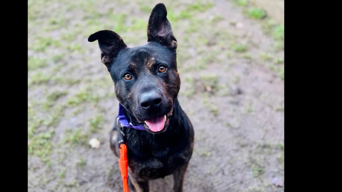 Dolar,  3yo Mixed Breed for adoption at Schronisko dla Zwierząt w Konradowej (Nysa)