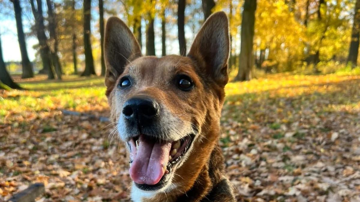Fred, male senior Mixed Breed for adoption at Schronisko dla Zwierząt w Konradowej (Nysa)