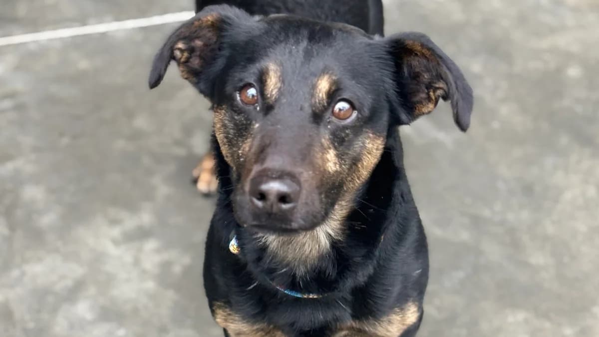 Grześ,  3yo Mixed Breed for adoption at Schronisko dla Zwierząt w Konradowej (Nysa)