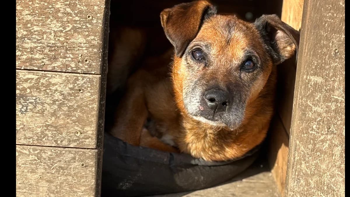 Henio, male senior Mixed Breed for adoption at Schronisko dla Zwierząt w Konradowej (Nysa)