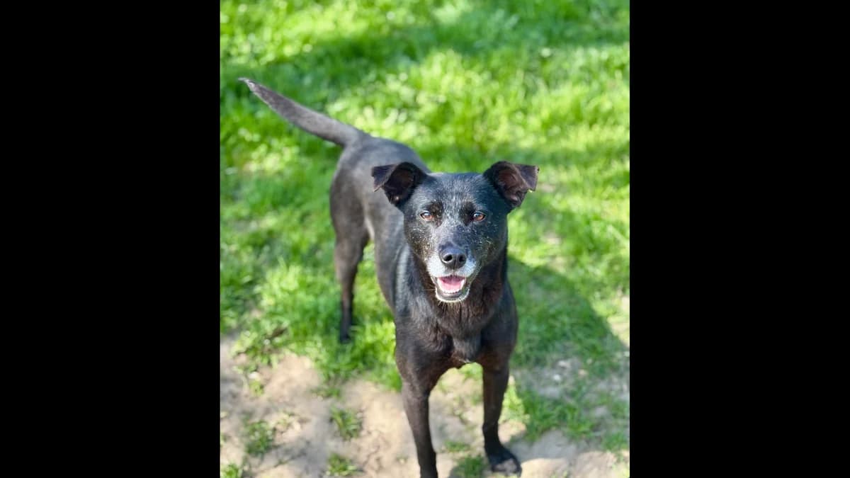 Jilly,  young Mixed Breed for adoption at Schronisko dla Zwierząt w Konradowej (Nysa)