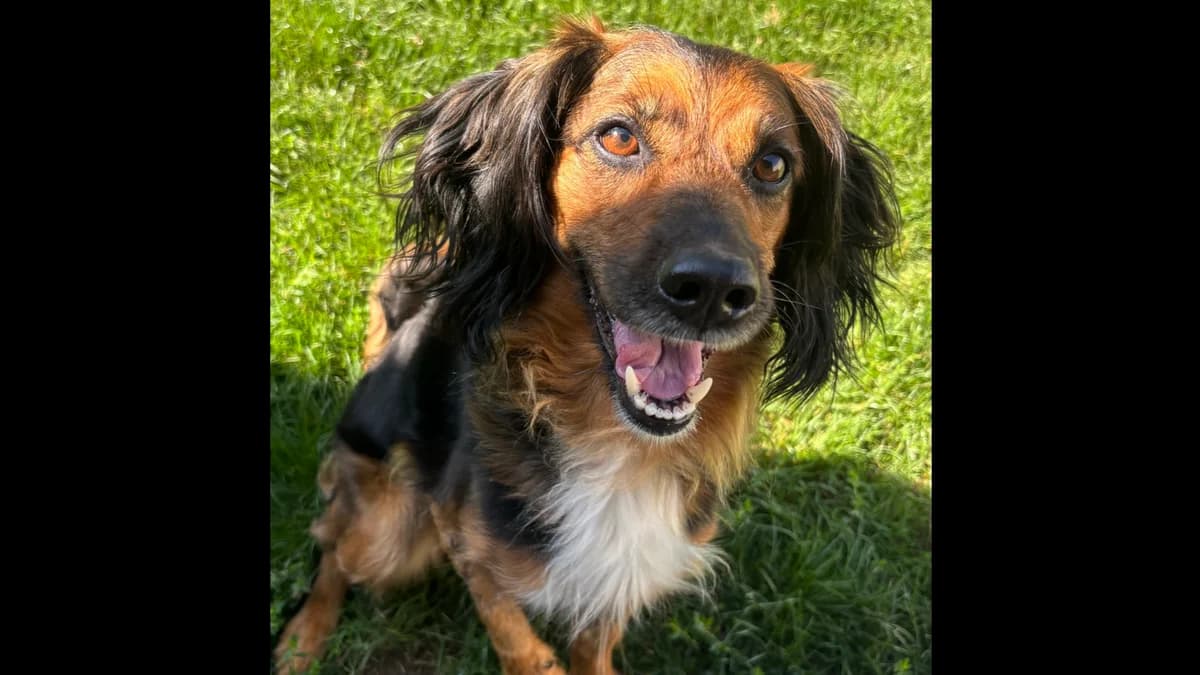 Lola, male Mixed Breed for adoption at Schronisko dla Zwierząt w Konradowej (Nysa)