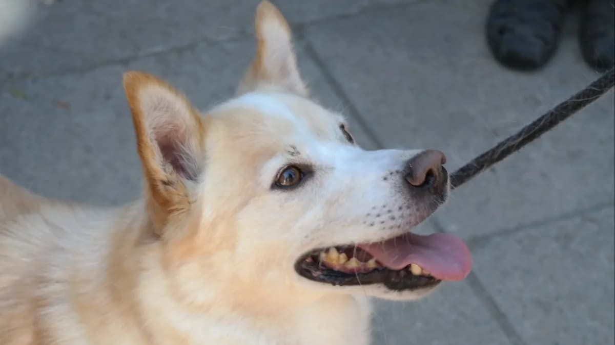 Misiek, male Mixed Breed for adoption at Schronisko dla Zwierząt w Konradowej (Nysa)