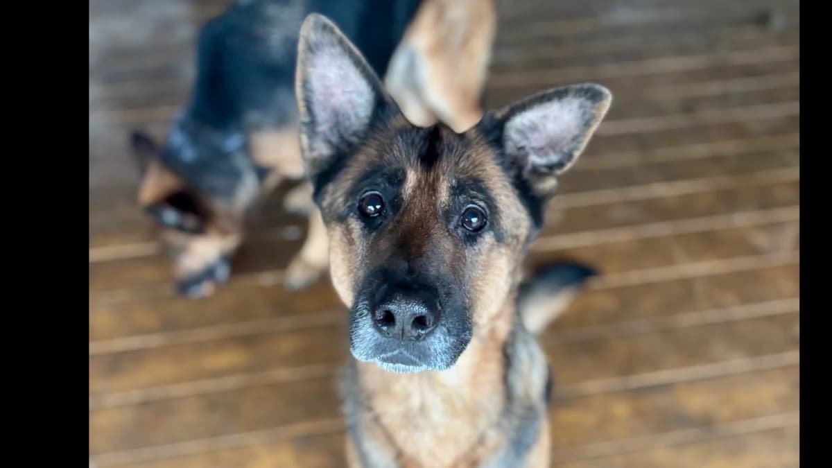 Nela,  7yo Mixed Breed for adoption at Schronisko dla Zwierząt w Konradowej (Nysa)