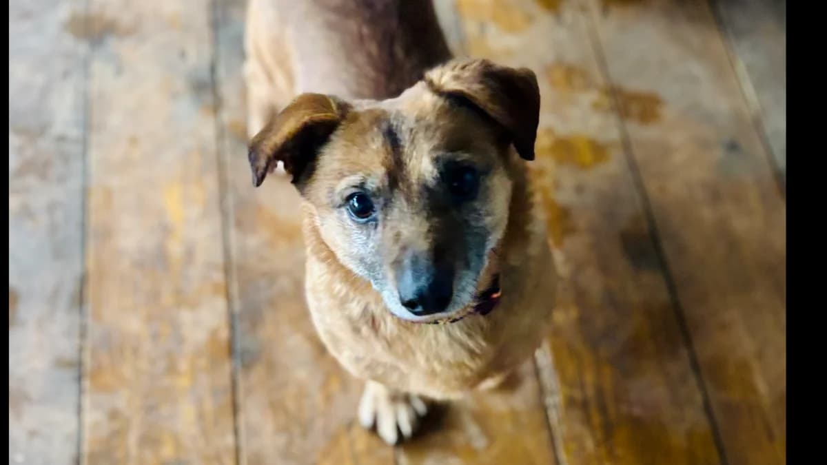 Niko,  7yo Mixed Breed for adoption at Schronisko dla Zwierząt w Konradowej (Nysa)
