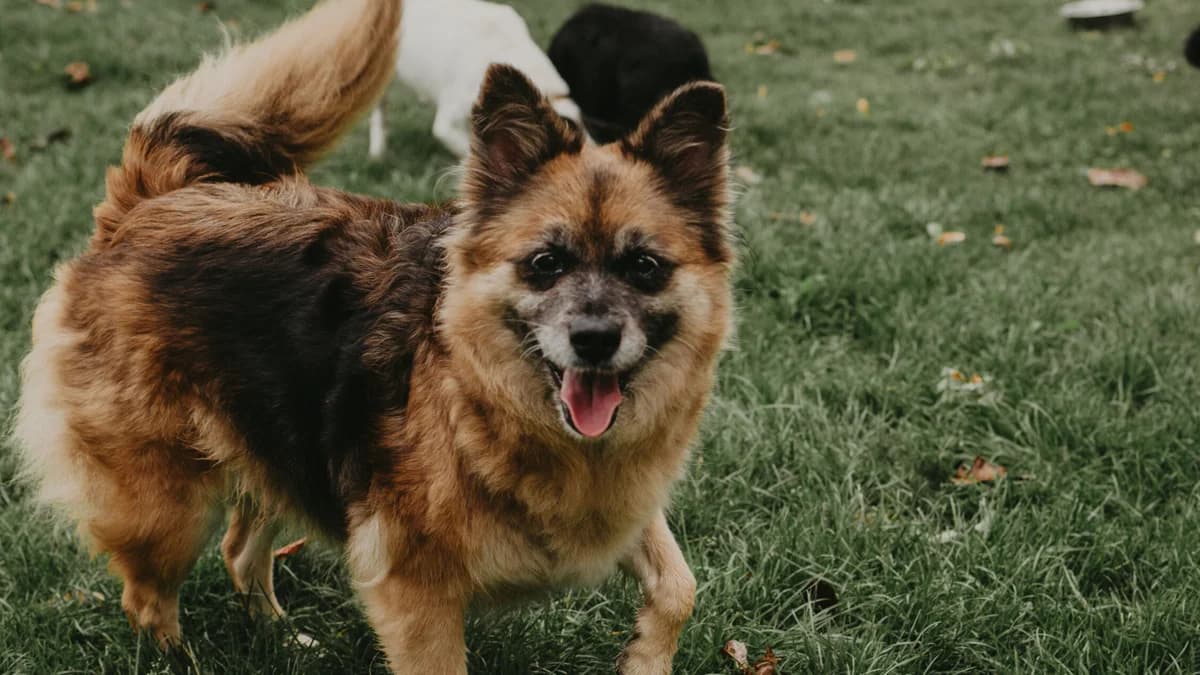 Perełka,  senior Mixed Breed for adoption at Schronisko dla Zwierząt w Konradowej (Nysa)
