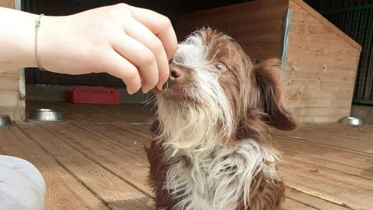 Pucek, male Mixed Breed for adoption at Schronisko dla Zwierząt w Konradowej (Nysa)