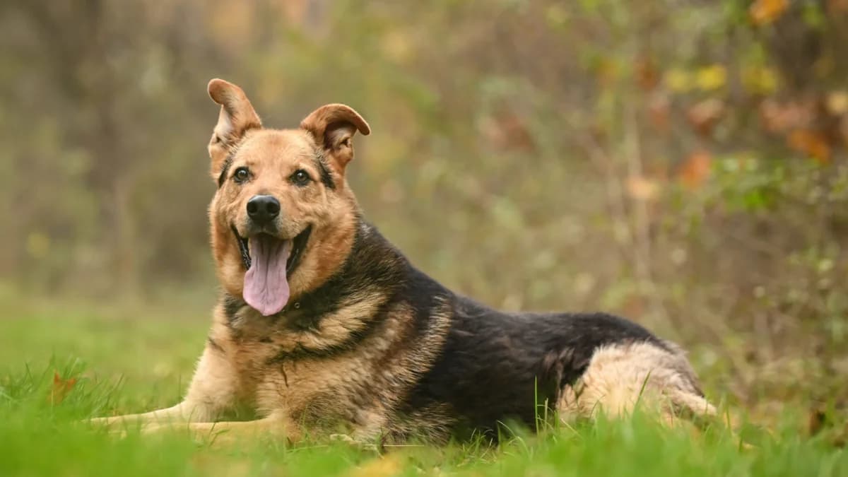Rex,  4yo Mixed Breed for adoption at Schronisko dla Zwierząt w Konradowej (Nysa)