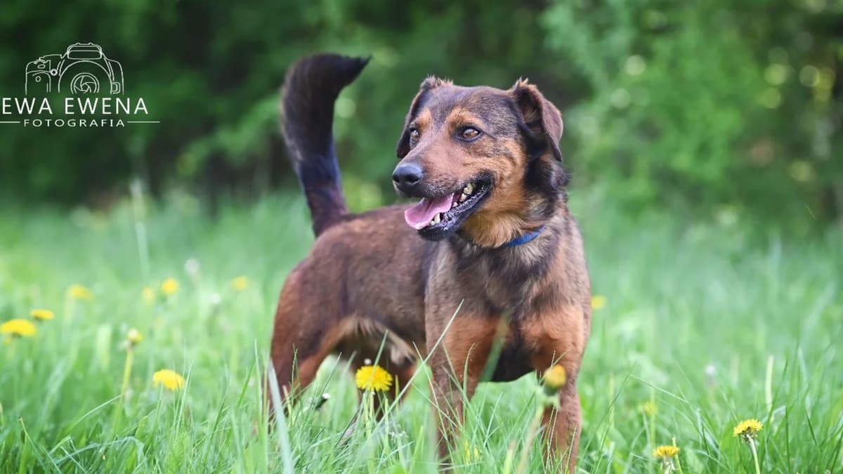 Robin, male young Mixed Breed for adoption at Schronisko dla Zwierząt w Konradowej (Nysa)