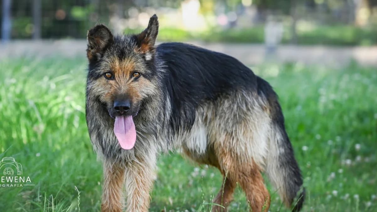 Rumcajs, male Mixed Breed for adoption at Schronisko dla Zwierząt w Konradowej (Nysa)