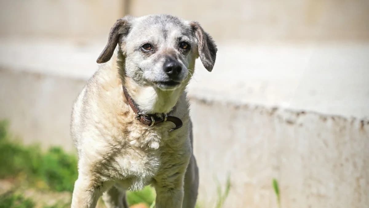 Sławcia, male senior Mixed Breed for adoption at Schronisko dla Zwierząt w Konradowej (Nysa)