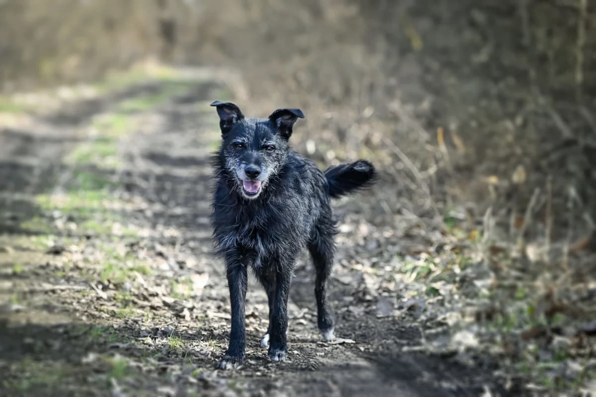 Tofik, male 6yo Mixed Breed for adoption at Schronisko dla Zwierząt w Konradowej (Nysa)