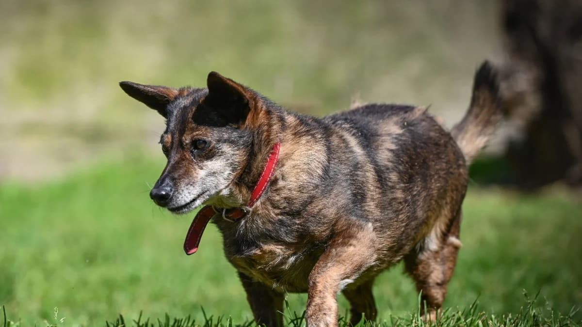 Żabka, female Mixed Breed for adoption at Schronisko dla Zwierząt w Konradowej (Nysa)