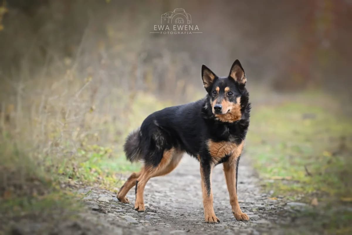 Zoja, female Mixed Breed for adoption at Schronisko dla Zwierząt w Konradowej (Nysa)