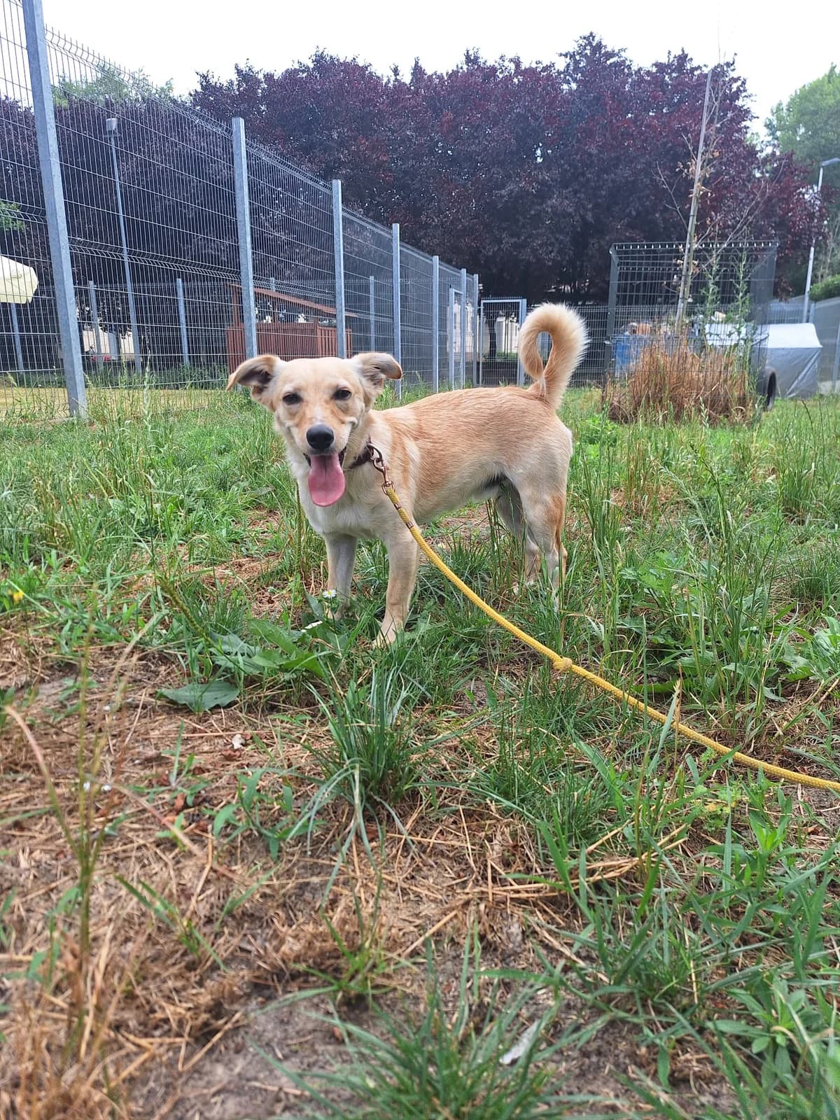 Bury,  7yo Mixed Breed for adoption at Schronisko Opole