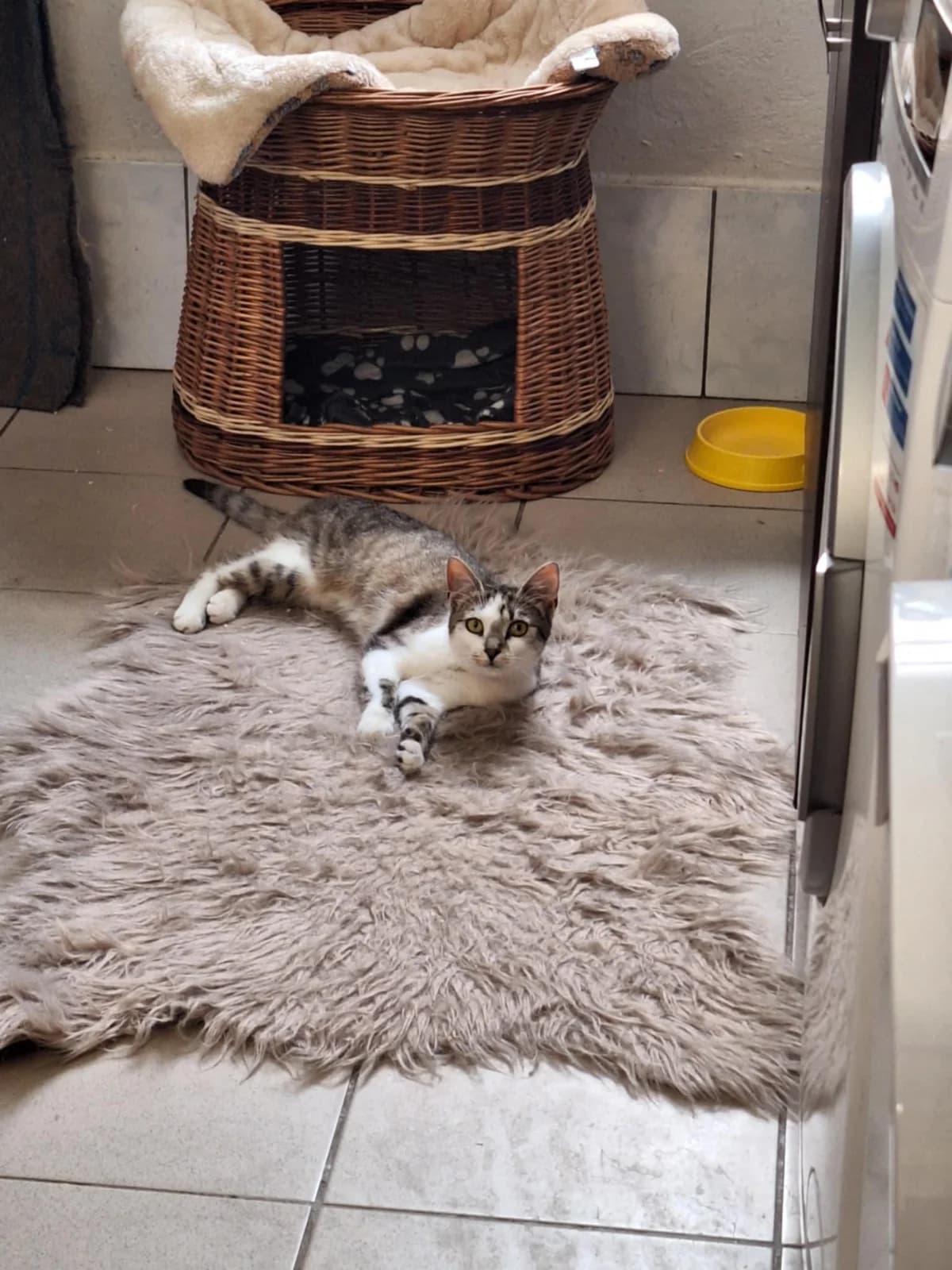 Brysia, female young Mixed Breed for adoption at Schronisko Opole