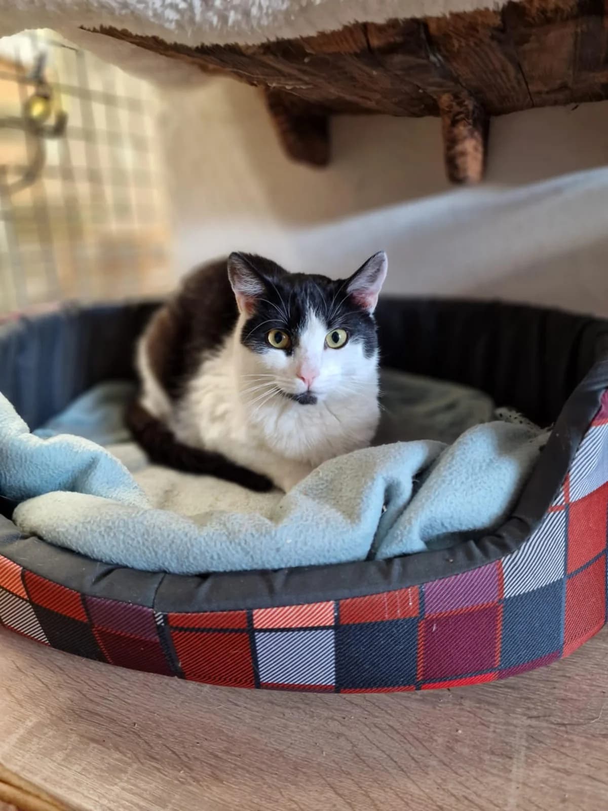 Bartek, female young Mixed Breed for adoption at Schronisko Opole