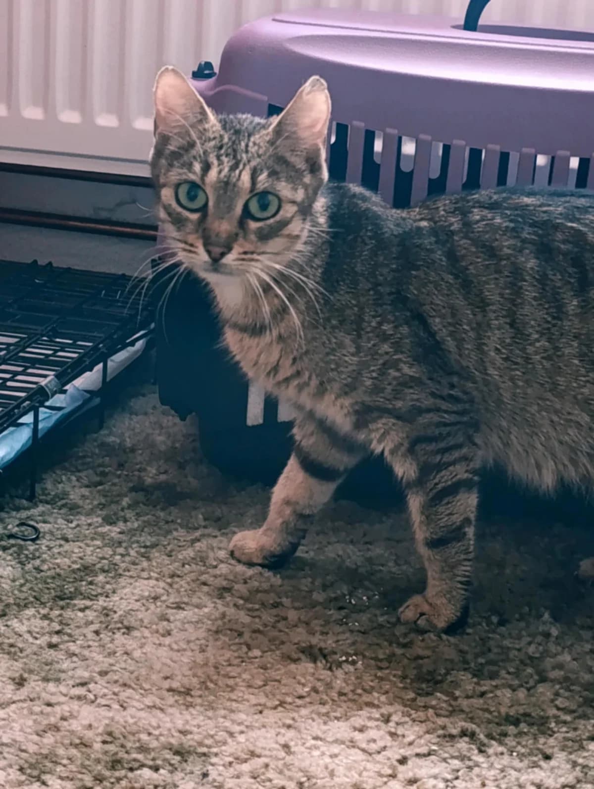 Greta, female young Mixed Breed for adoption at Schronisko Opole