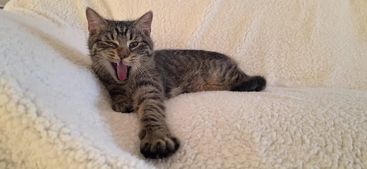 Jaś, female young Mixed Breed for adoption at Schronisko Opole