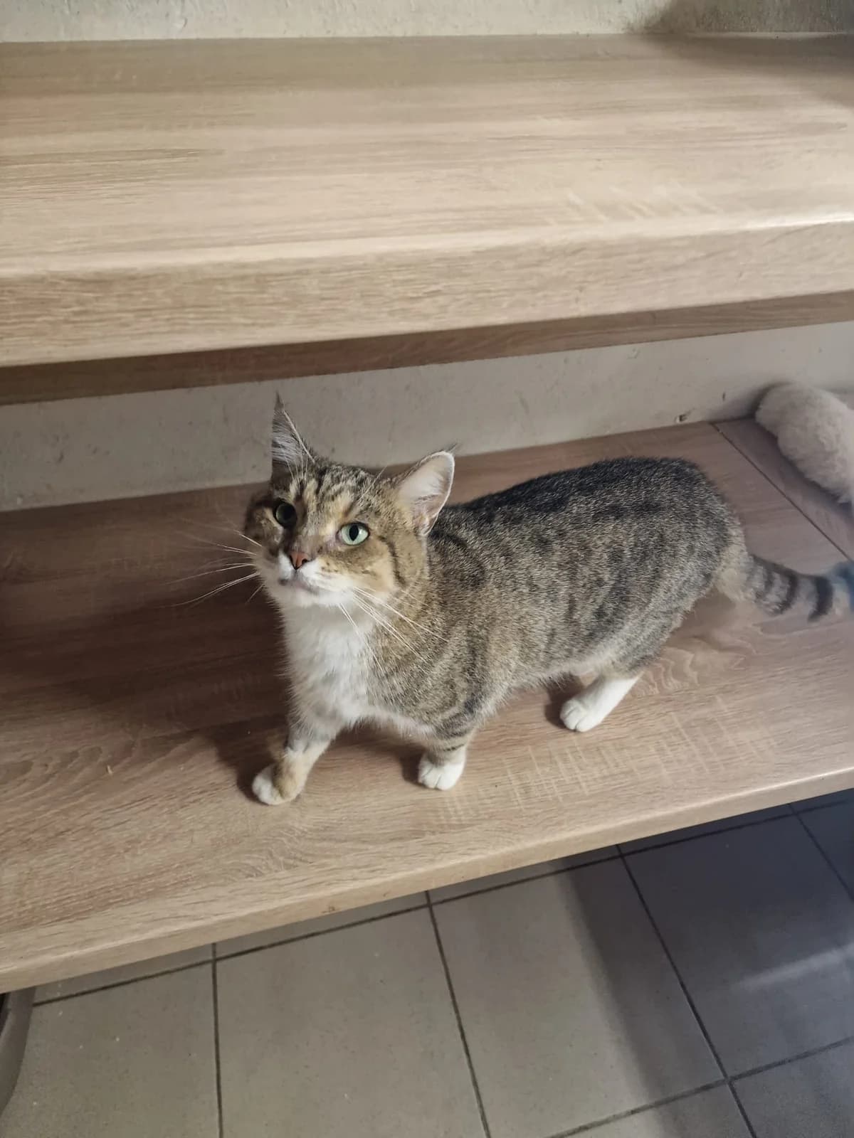 Fabienne, female young Mixed Breed for adoption at Schronisko Opole