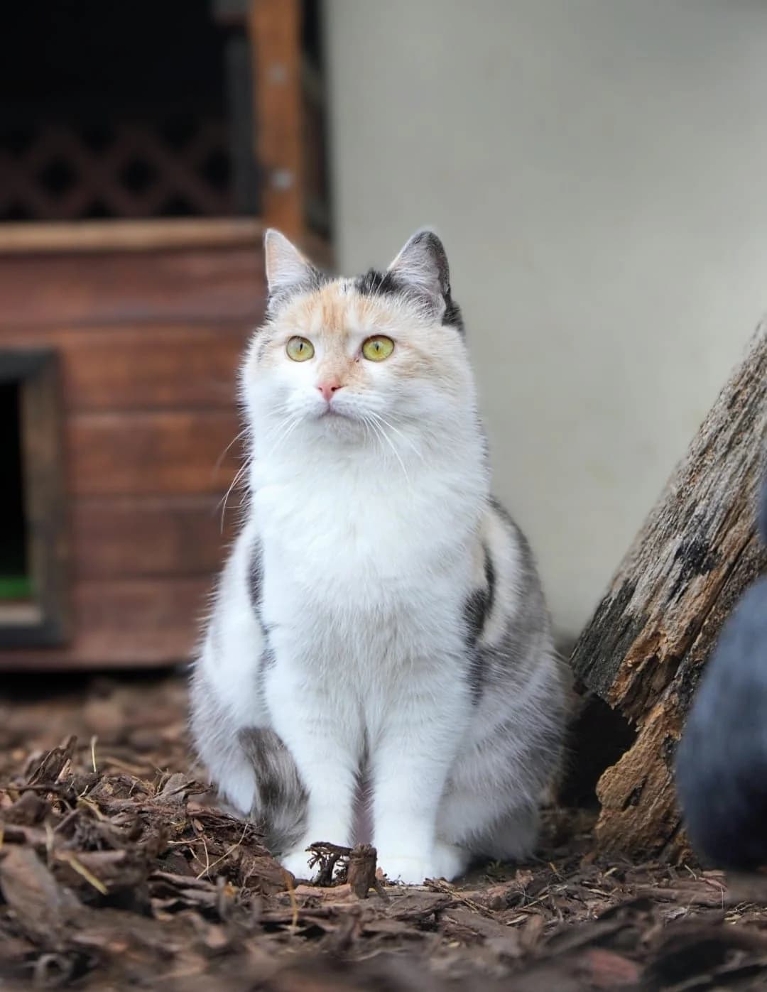 Nitka, female young Mixed Breed for adoption at Schronisko Opole