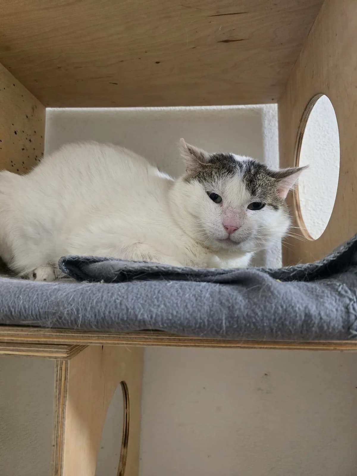 Pusio, female young Mixed Breed for adoption at Schronisko Opole