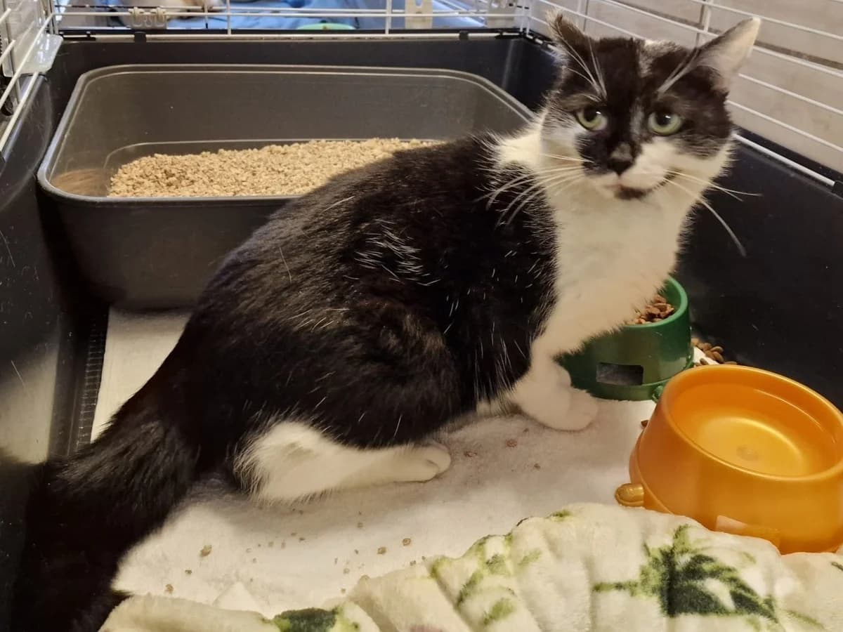 Misia,  6yo Mixed Breed for adoption at Schronisko Opole