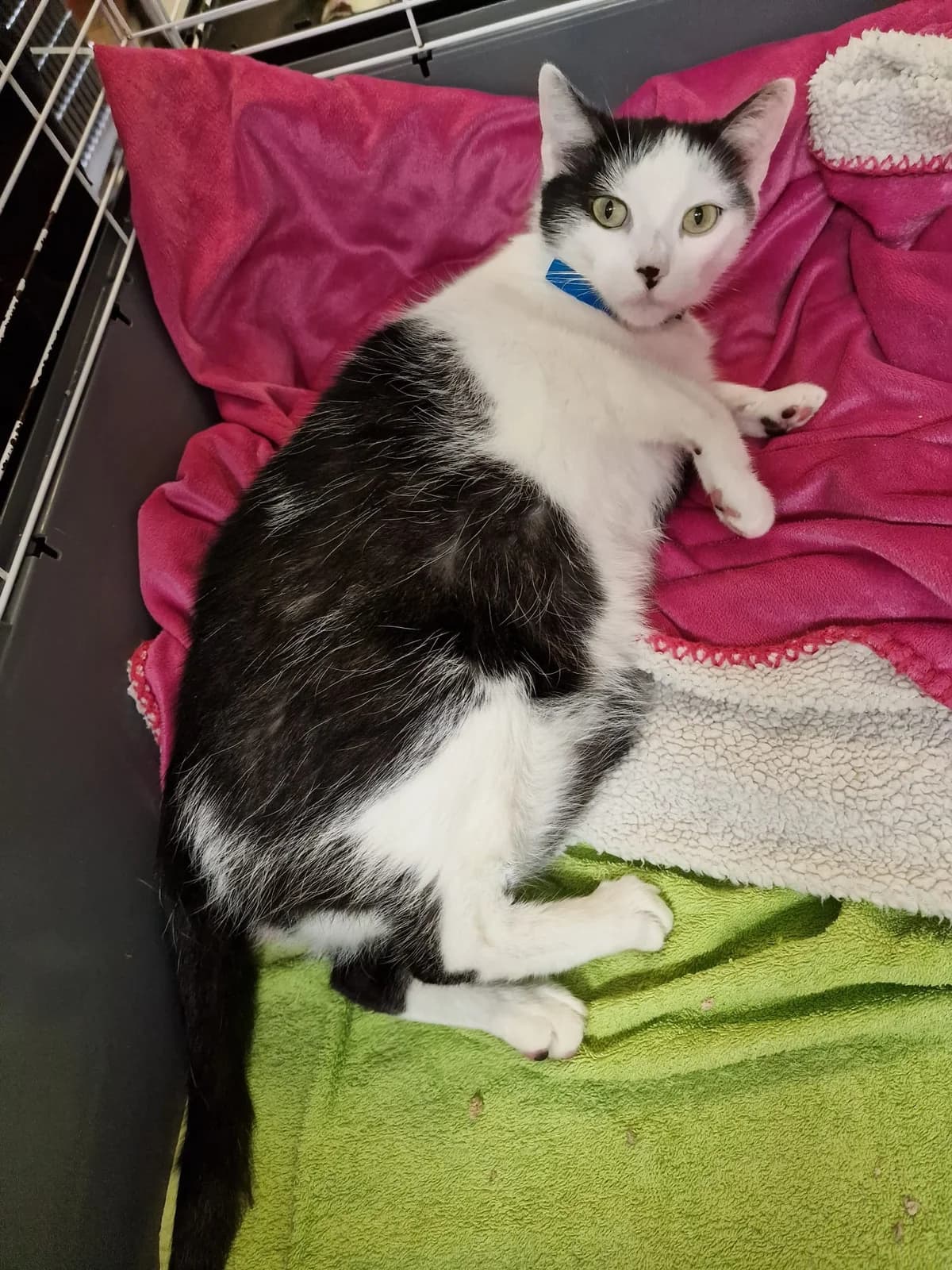 Perła, female young Mixed Breed for adoption at Schronisko Opole