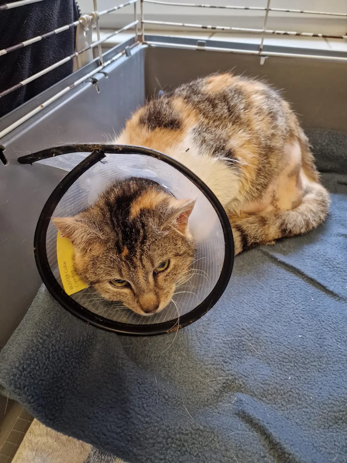 Kuleczka, female young Mixed Breed for adoption at Schronisko Opole