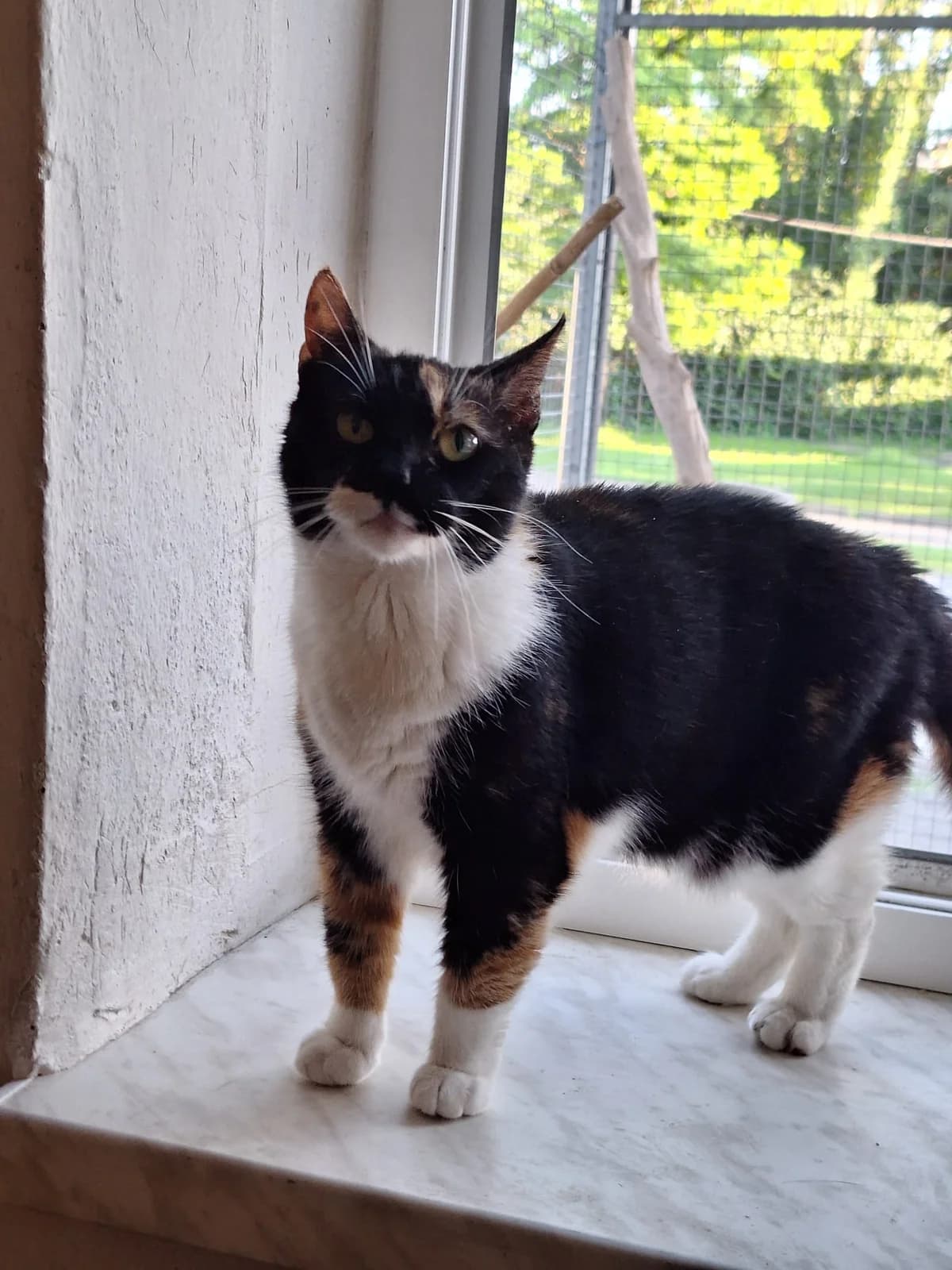 Mimi,  Mixed Breed for adoption at Schronisko Opole
