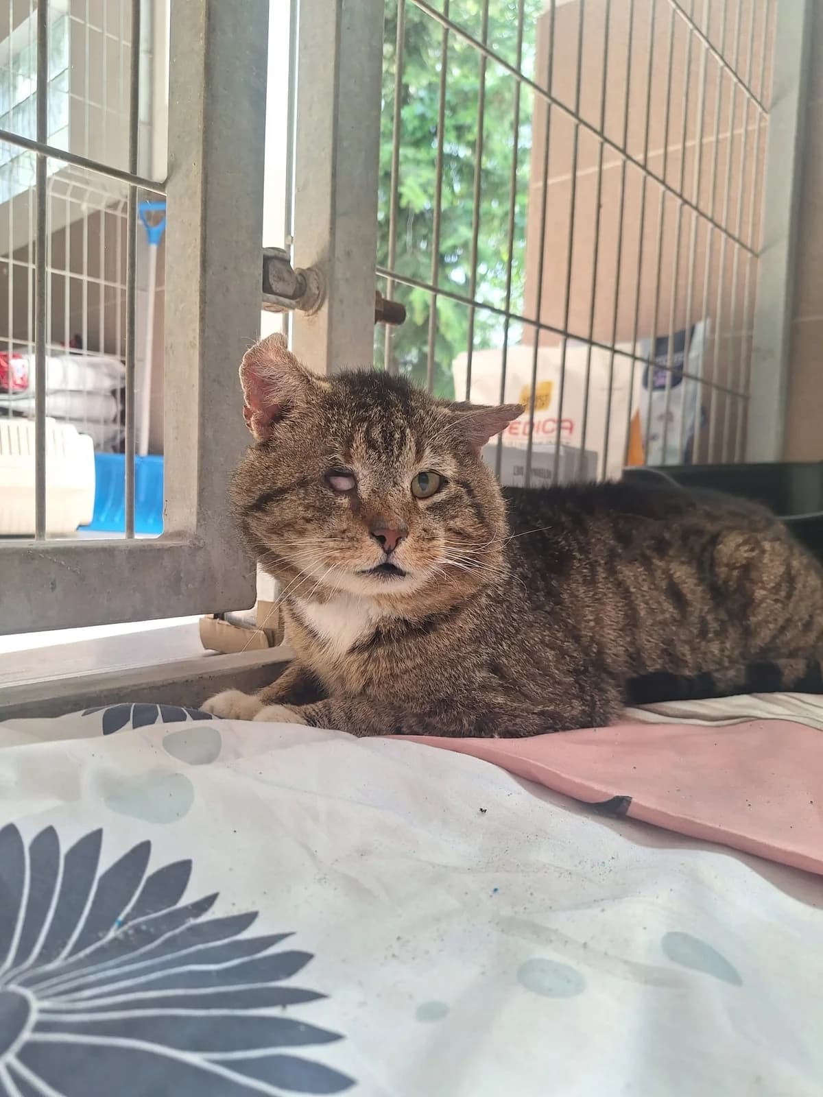 Klakier, 5yo Mixed Breed for adoption at Schronisko Opole