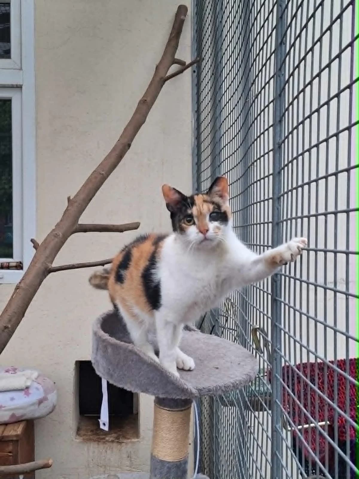 Myszka, Mixed Breed (Schronisko Opole)