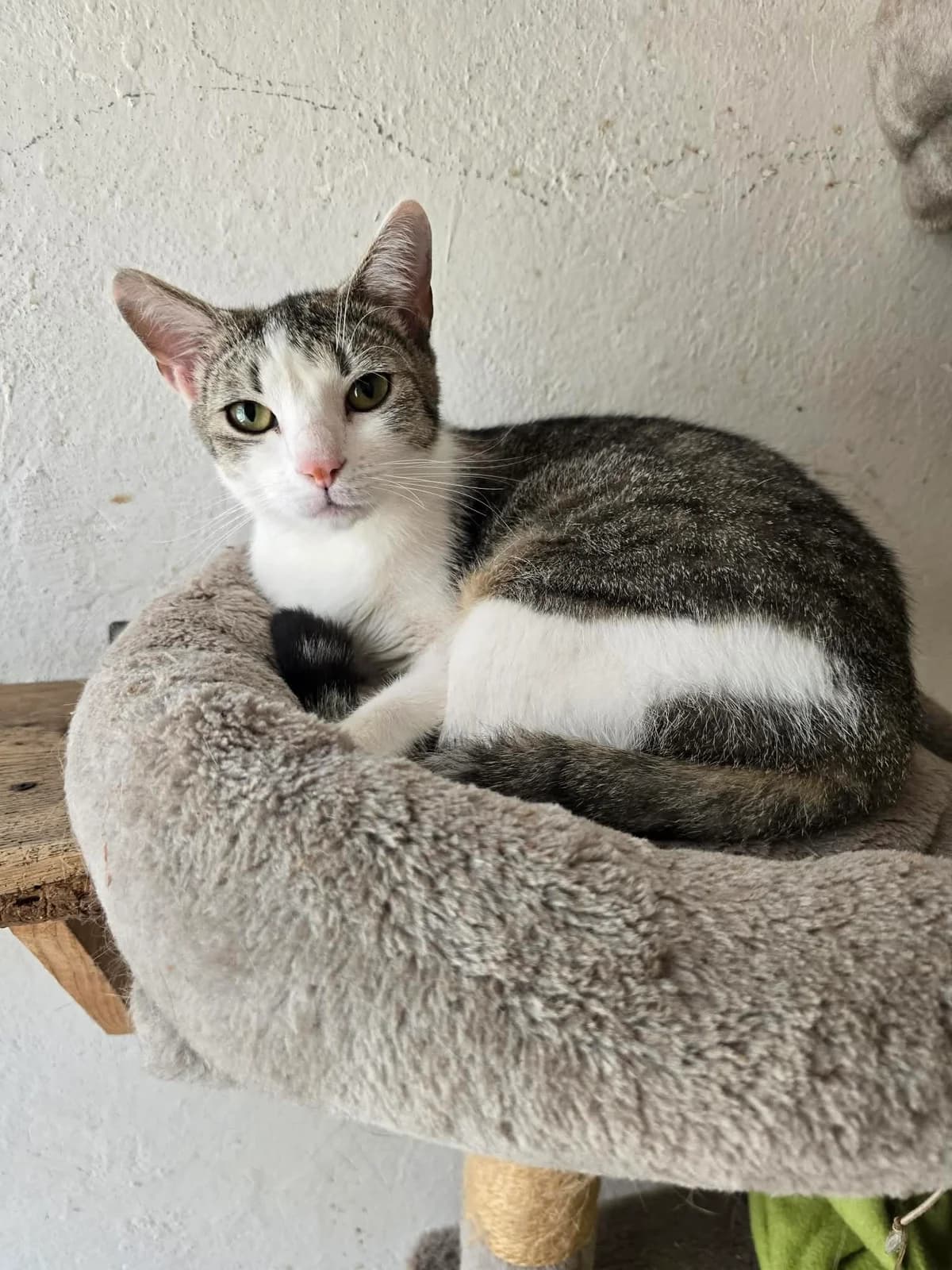 Fisia, Mixed Breed (Schronisko Opole)