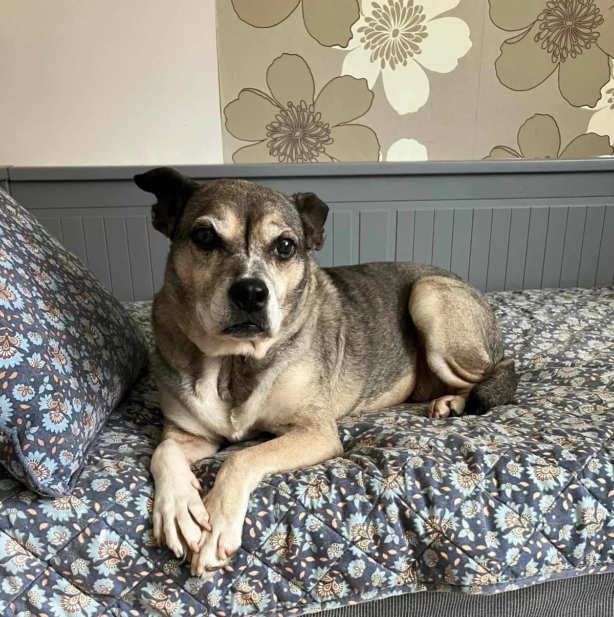 Kotya Prosi O Wsparcie, female young Mixed Breed for adoption at Schronisko Opole