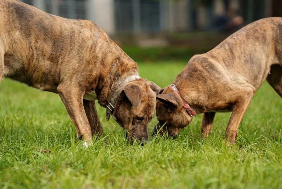 Kobra I Puma, female young Mixed Breed for adoption at Schronisko Opole