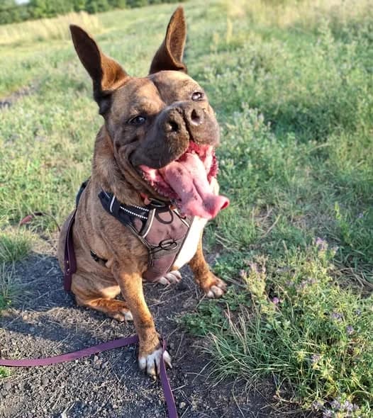 Puma,  7yo Mixed Breed for adoption at Schronisko Opole
