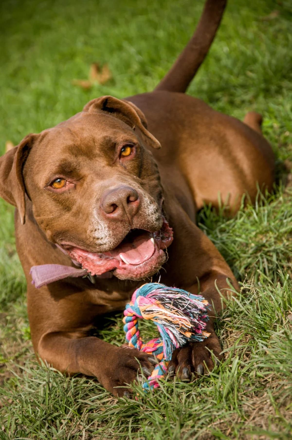 Łobi, female young Mixed Breed for adoption at Schronisko Opole