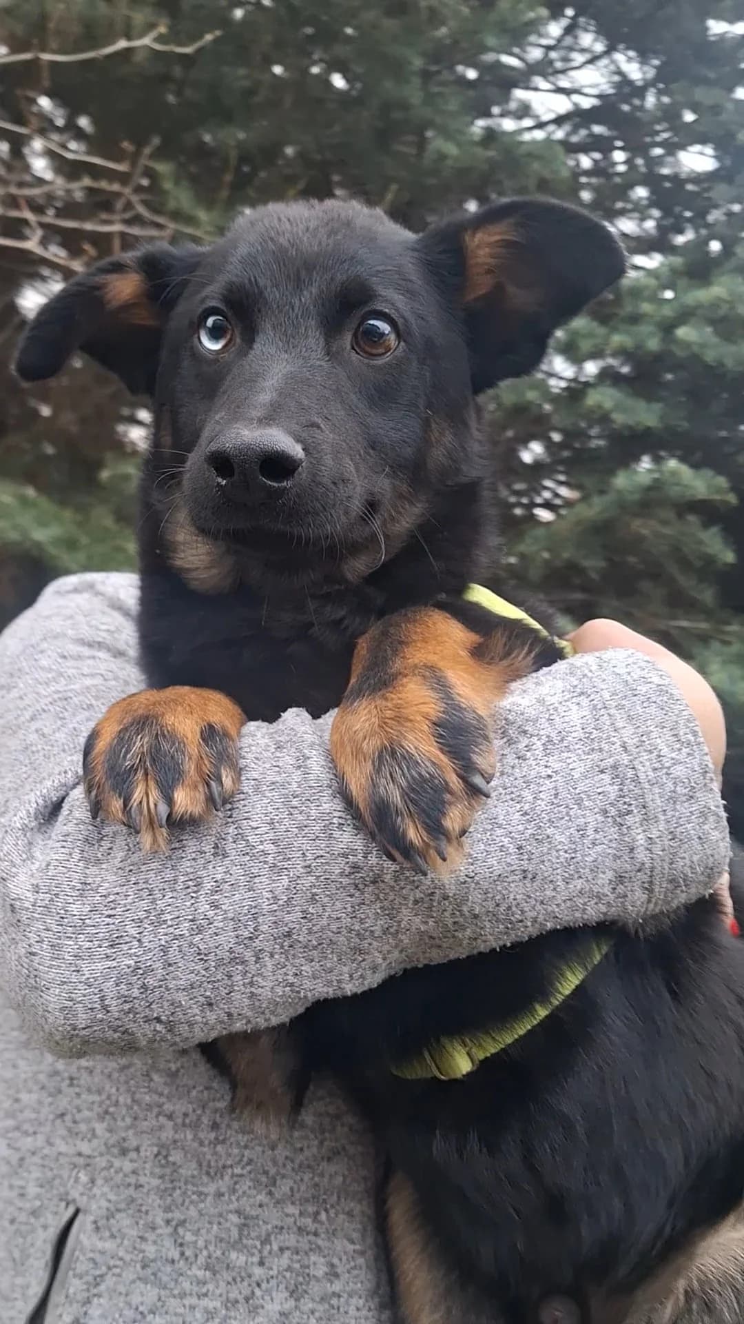 Nemo – Ogłoszenie Grzecznościowe, female young Mixed Breed for adoption at Schronisko Opole