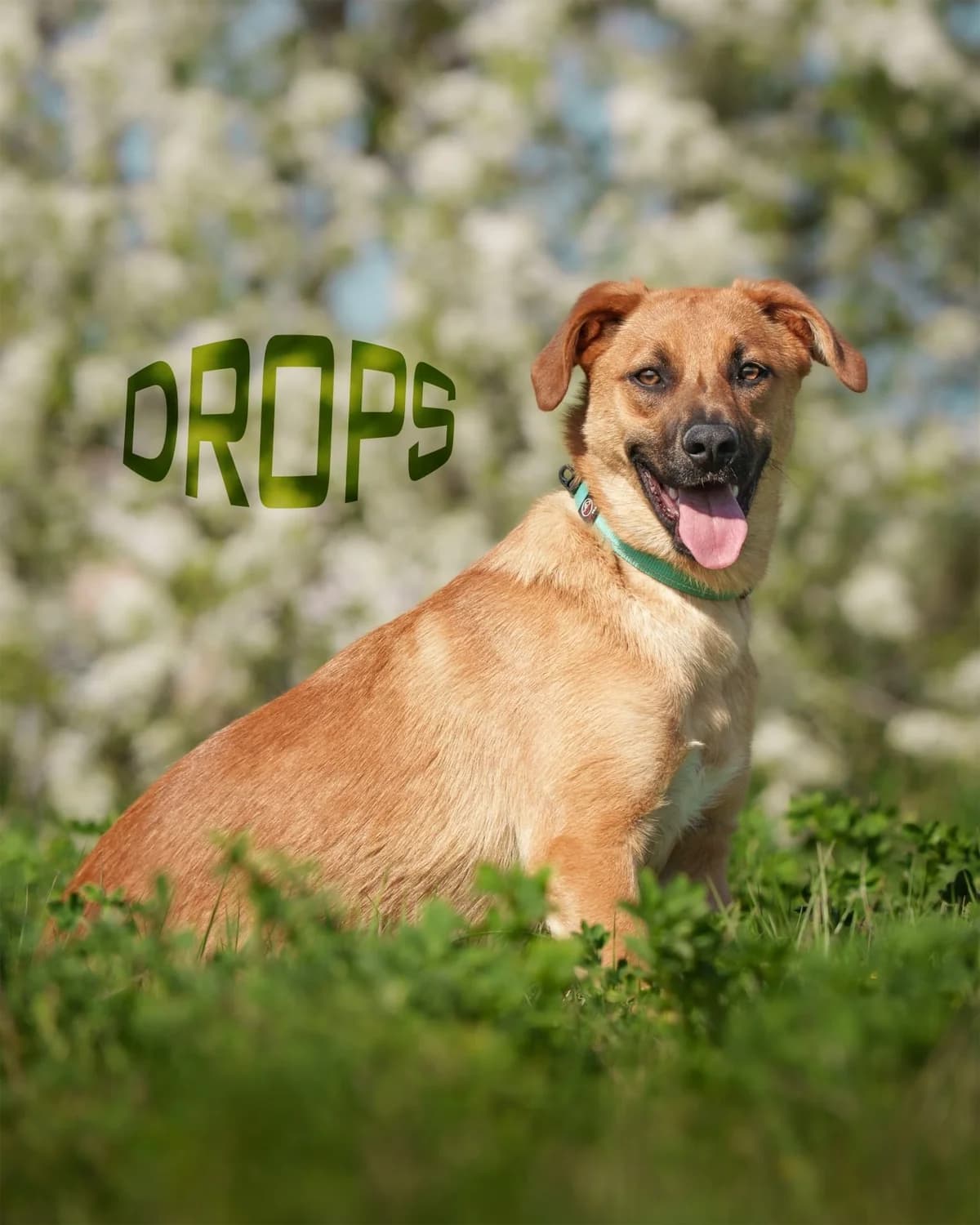 Drops, female 5yo Mixed Breed for adoption at Schronisko Opole