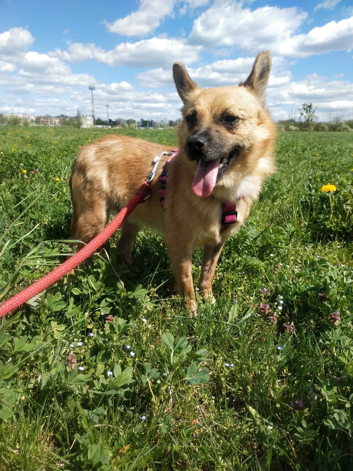 Aramis, Mixed Breed (Schronisko Opole)
