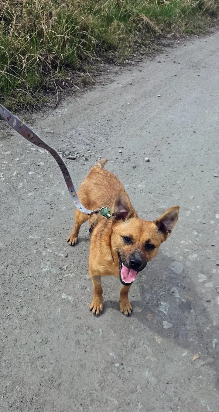Atos, Mixed Breed (Schronisko Opole)