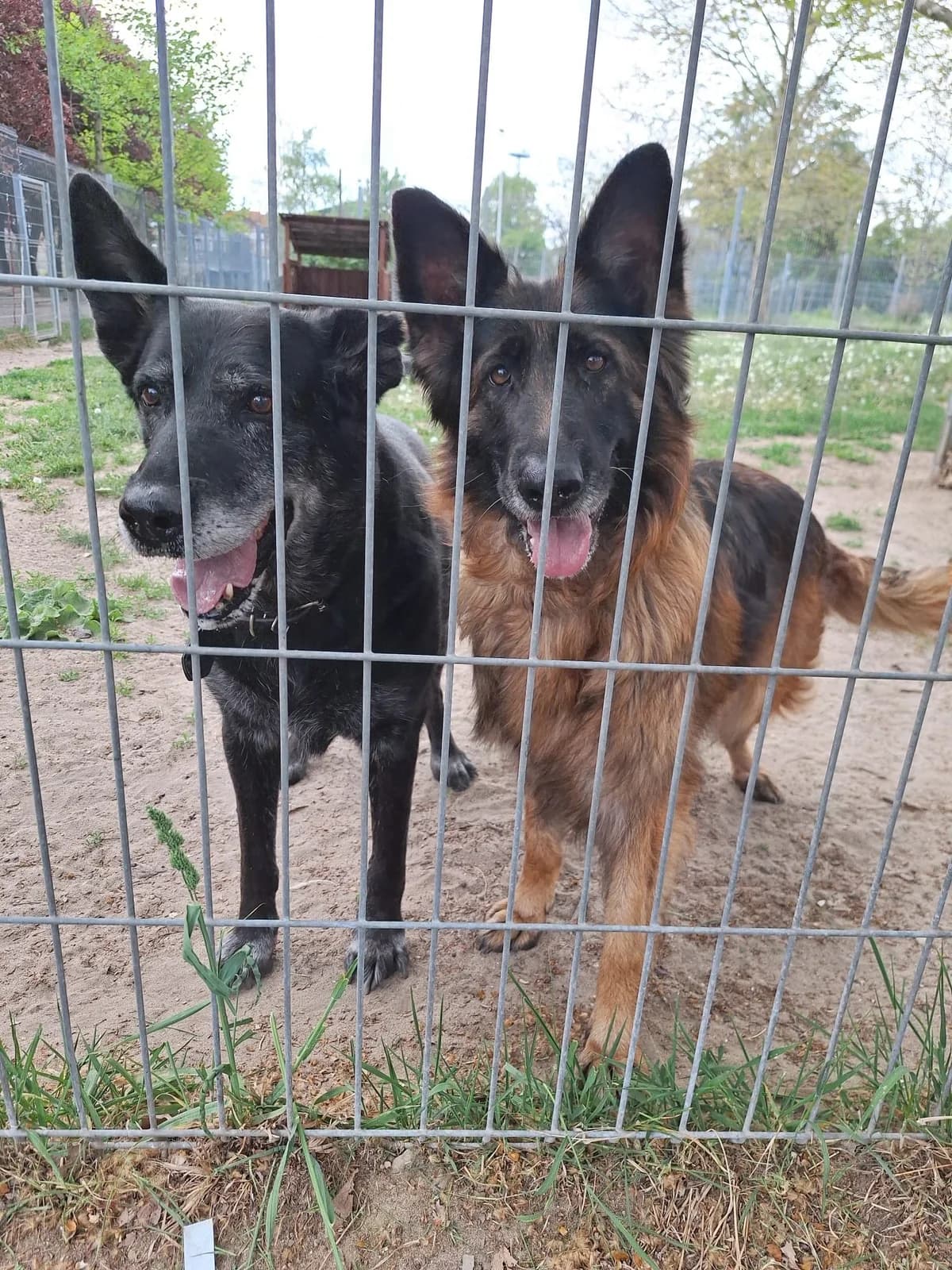 Saba I Maciuś, Mixed Breed (Schronisko Opole)